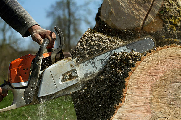 Tree Root Removal in Olney, MD